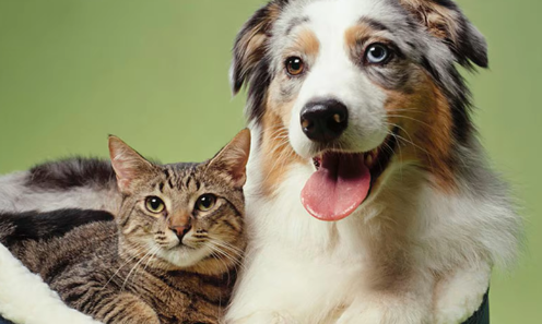 Pet Comfort Spray™ (Ambientador)